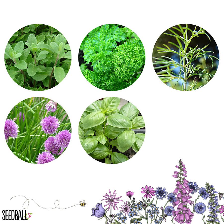 the herbs grown from a Herb Mix Seedball Tin from Glosters