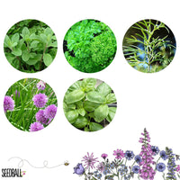 the herbs grown from a Herb Mix Seedball Tin from Glosters