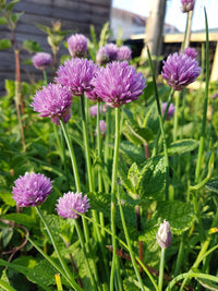 Plants grown from Herb Mix Seedball Tin from Glosters