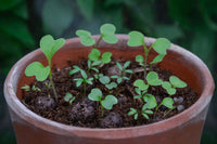 sprouting plants grown from a Herb Mix Seedball Tin from Glosters