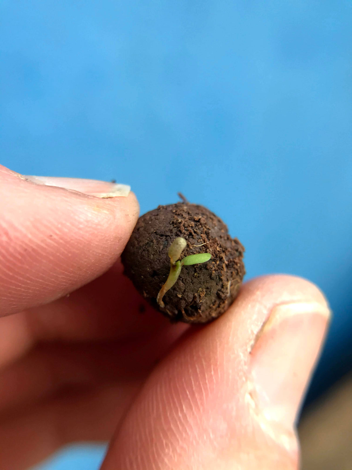 sprouting plants grown from a Herb Mix Seedball Tin from Glosters