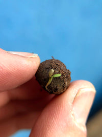 sprouting plants grown from a Herb Mix Seedball Tin from Glosters