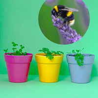 sprouting plants grown from a Herb Mix Seedball Tin from Glosters