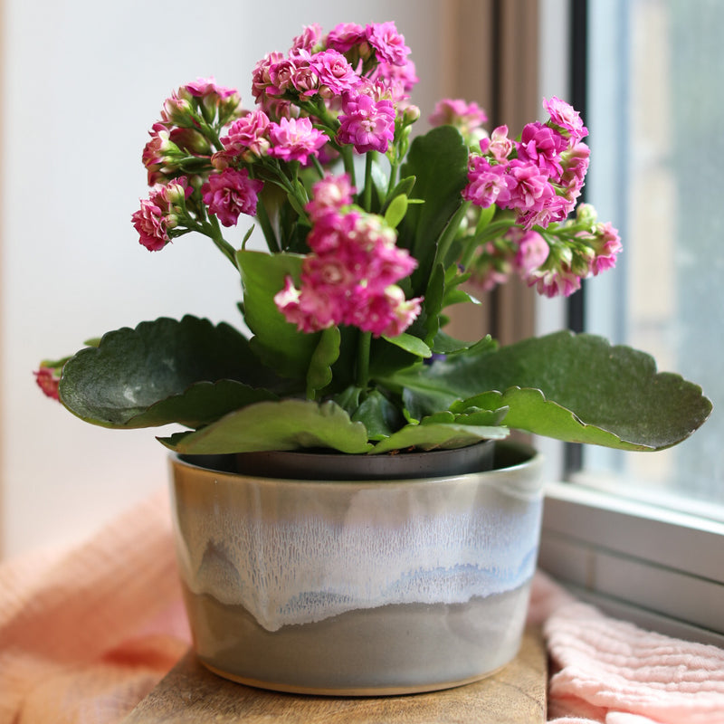 ‘The Dish’ Ceramic Pot