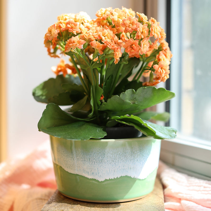 ‘The Dish’ Ceramic Pot
